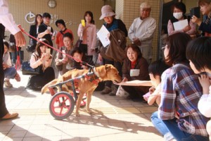 車いす犬ラッキーとの触れ合い交流で、飼い主の責任などについて理解を深めた参加者ら（提供写真）