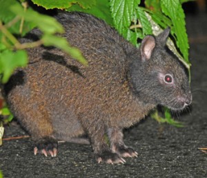 国の特別天然記念物アマミノクロウサギ