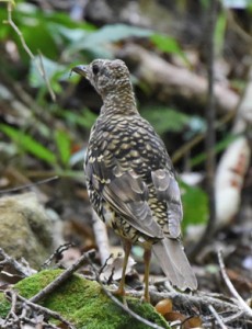 奄美大島固有の野鳥オオトラツグミ