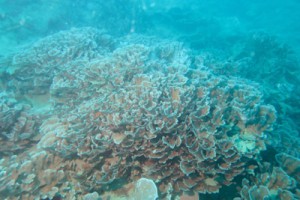 大島海峡で見つかった最北限記録のアミトリセンベイサンゴ（藤井琢磨さん提供）