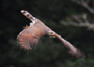 獲物を見つけ、電柱から低空飛行するサシバ