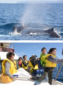 奄美近海に現れたザトウクジラ（上）。クジラを観察した奄美塾の調査隊＝１１日、龍郷町沖