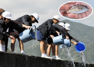 マダイの稚魚（円内）を放流する市小中学校の児童たち＝１日、奄美市住用町