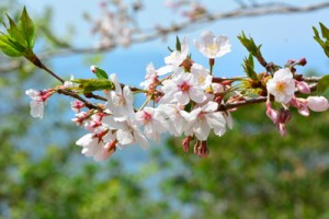 開花期を迎えた湯湾岳公園のソメイヨシノ＝３０日、宇検村