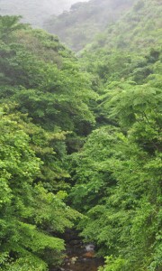 国立公園に指定された国内最大級の亜熱帯照葉樹の森＝奄美大島