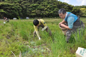 水田に繁殖した特定外来生物ボタンウキクサの駆除作業＝２３日、龍郷町大勝