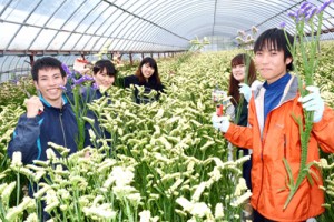 切り花の収穫など、農業体験のため奄美大島を訪れている大学生ら＝６日、奄美市笠利町