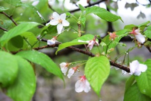 雨の山中で美しい花を咲かせる梅次郎桜＝１６日、宇検村