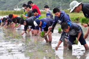 足首まで泥に漬かって田植えに取り組む小、中学生ら＝１５日、龍郷町秋名