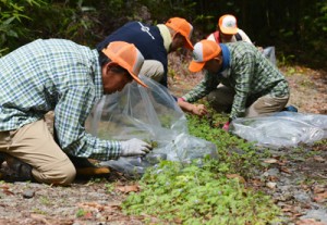 除去作業を行う奄美マングースバスターズのメンバーら＝２７日、奄美市住用町の奄美中央林道