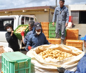 バレイショの出荷最盛期を迎え、連日作業が行われているＪＡあまみ知名事業本部の集出荷場＝３日、知名町