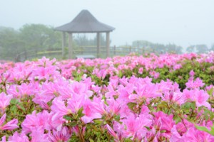 春雨にぬれて鮮やかに咲くヒラドツツジ＝６日、宇検村の峰田山公園