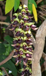 開花したイルカンダの花＝２日、和泊町和泊