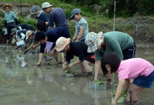 一列に並んで苗を植える参加者＝１日、奄美市名瀬芦花部