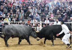 闘牛大会などで盛り上がった「徳之島きびまつり」＝２２日、伊仙町なくさみ館