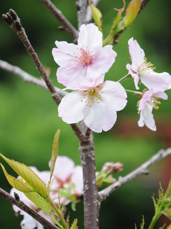陽光桜が初めて開花 平和の願い込め植樹 瀬戸内町網野子 南海日日新聞