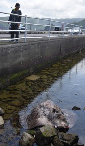 名瀬港で見つかった幅１・６メートルのマダラエイ＝１１日、奄美市