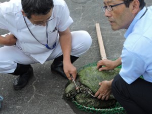 救助されたアオウミガメを、心配した様子で見守る関係者＝１日、湾漁港