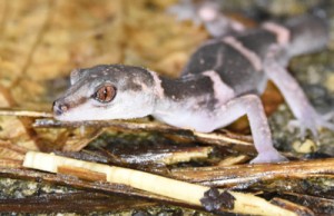 種の保存法で捕獲や取引が規制されている徳之島固有種のオビトカゲモドキ