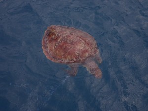 釣り糸が絡まった状態で死んでいるのが見つかったアオウミガメ（提供写真）