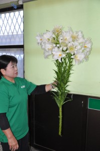 田浦さんが寄贈した珍しいテッポウユリ＝永良部花き専門農協