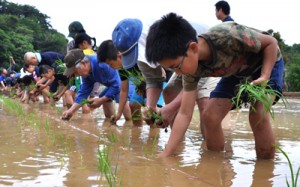 田んぼの中で一列になり、稲の苗を植える住民ら４月＝３０日、和泊町後蘭