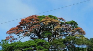 松枯れで枯死した有盛神社の「ウンテラ松」＝２０１３年１０月、奄美市名瀬浦上町（奄美博物館提供）