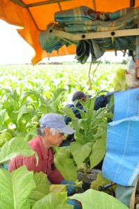 青々と育った葉タバコのほ場で、収穫を行う田中富行さん（手前）＝知名町正名