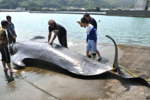 大和村に漂着したコビレゴンドウの死骸＝４日、同村の津名久漁港