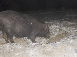 卵を守るためウミガメの産卵巣にかぶせられた網＝２０１７年５月、大和村戸円のヒエン浜（県自然保護課提供）