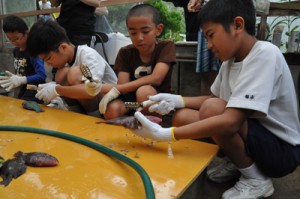 丁寧に魚をさばく児童生徒たち＝１７日、奄美市名瀬の芦花部小中学校