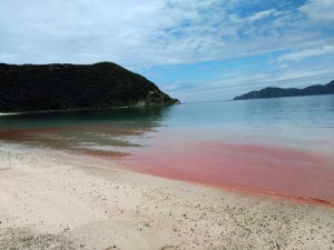 海岸に大量のサンゴの卵が押し寄せ赤く染まった＝４日、瀬戸内町加計呂麻島・実久集落