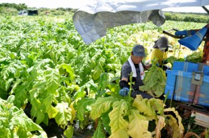 収穫作業に追われる葉タバコ農家＝８日、知名町