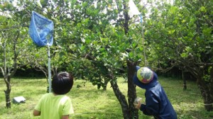 虫取り網を手にゴマダラカミキリムシの幼虫を探す子ども＝３日、喜界町（同町提供）