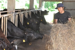 牛舎で、牛にえさをやる要さん＝１８日、知名町住吉