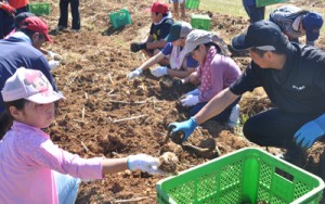 日差しの下、球根の掘り取り作業に励む参加者＝１５日、和泊町喜美留