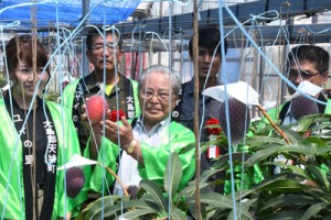 紅色に完熟したマンゴーを収穫する大久幸助町長（中央）ら＝１７日、天城町岡前