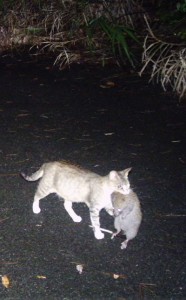 ケナガネズミをくわえたまま歩く猫（提供写真）＝６月２９日、徳之島の山中