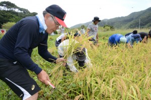 約３０人が参加した市集落の稲刈り＝１２日、奄美市住用町市