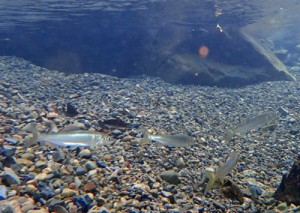 戸口川の浅瀬で泳ぐリュウキュウアユの群れ＝９日、龍郷町戸口