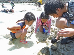 海辺の生き物を探す子どもたち＝５日、喜界町小野津