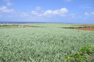 夏場も適度な雨が降り、順調に生育しているサトウキビのほ場＝１４日、知名町田皆