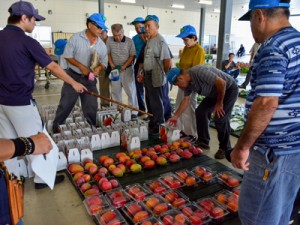 奄美大島産の果物や野菜を中心に競りが開かれた名瀬中央青果＝２３日、奄美市名瀬