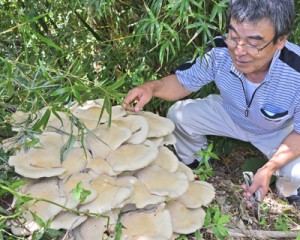 畑で見つかった巨大キノコ＝２３日、徳之島町亀津