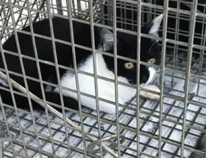 ＴＮＲ事業で不妊手術を行うため捕獲された野良猫（奄美市環境対策課提供）