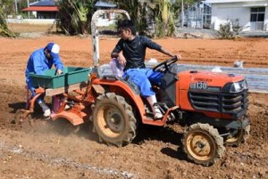 実証栽培に向け、バレイショを植え付ける徳之島高校生物生産系列の生徒ら＝２２日、伊仙町伊仙