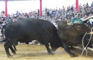 ８秒で決着した全島一決定戦（左が初防衛の力道山）＝２１日、伊仙町なくさみ館