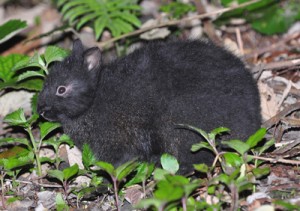 徳之島に生息する国の特別天然記念物アマミノクロウサギ（資料写真）