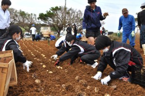 ユリの球根を植え付ける、えらぶゆりサポーターら＝１４日、和泊町喜美留の笠石海浜公園