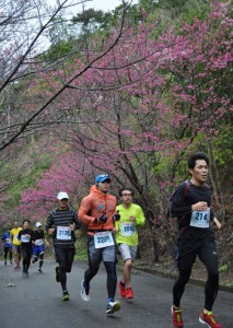 色付いた桜並木の下を駆け抜けるランナー＝２０１８年２月４日、奄美市笠利町